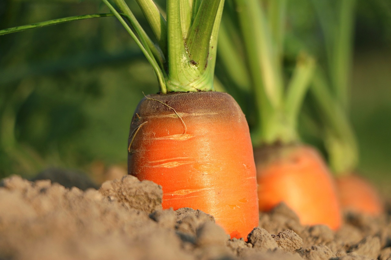 découvrez l'agriculture urbaine, une solution innovante et durable qui transforme les espaces urbains en oasis de jardinage. apprenez comment cultiver des fruits et légumes dans nos villes tout en améliorant l'environnement et en renforçant les communautés.