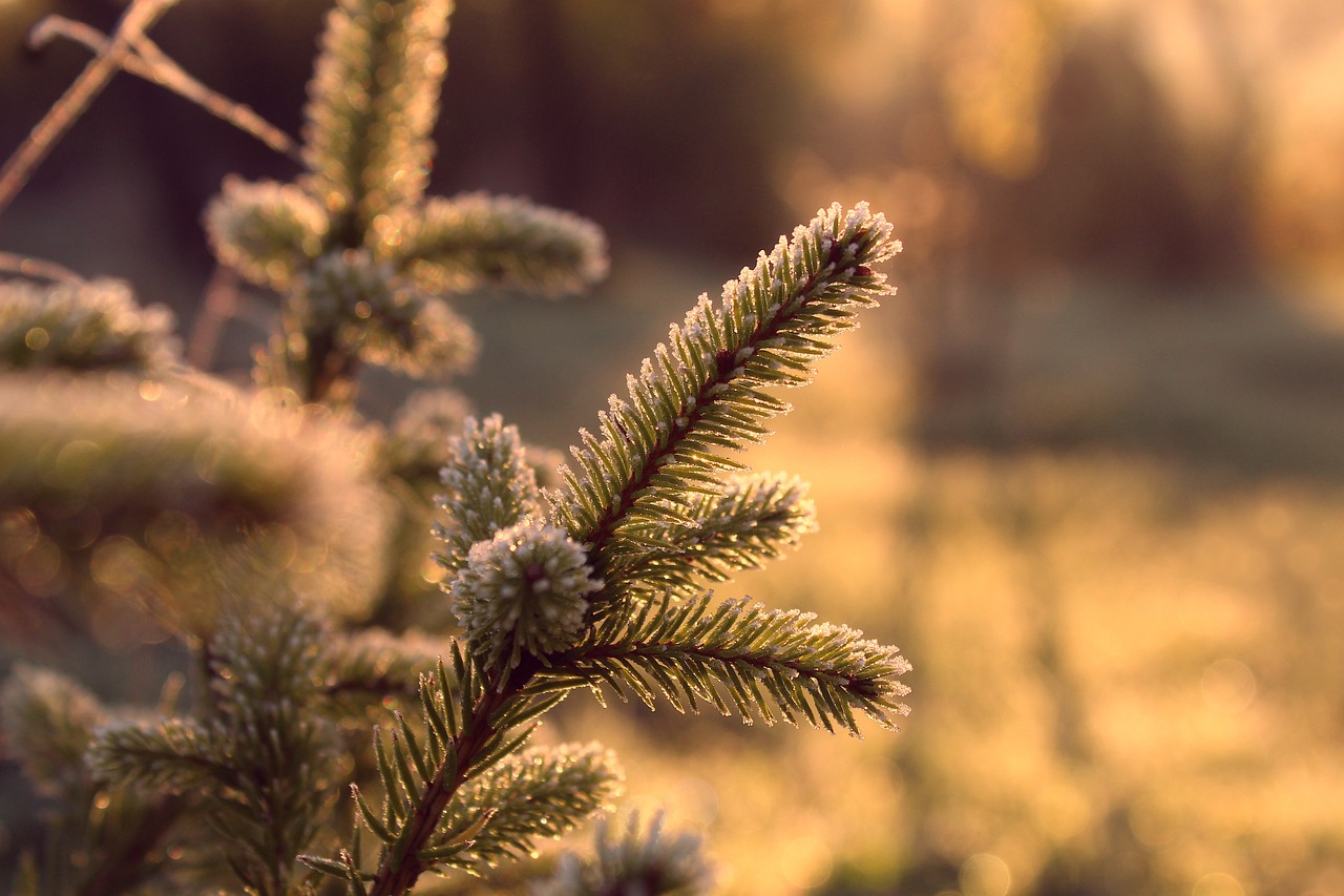 découvrez l'écologie urbaine, une discipline essentielle qui explore l'interaction entre les êtres vivants et leur environnement en milieu urbain. apprenez comment les villes peuvent devenir des espaces durables tout en préservant la biodiversité et en améliorant la qualité de vie des habitants.