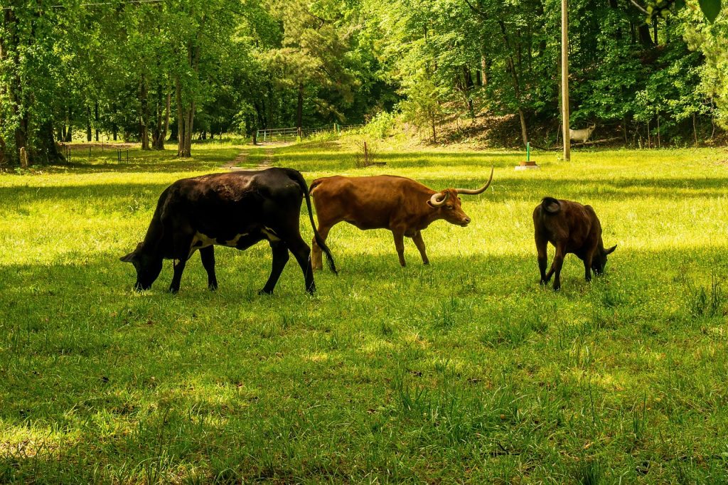 découvrez l'empreinte carbone, un indicateur essentiel pour mesurer l'impact de nos activités sur l'environnement. apprenez comment réduire votre empreinte et contribuer à la lutte contre le changement climatique grâce à des pratiques durables.