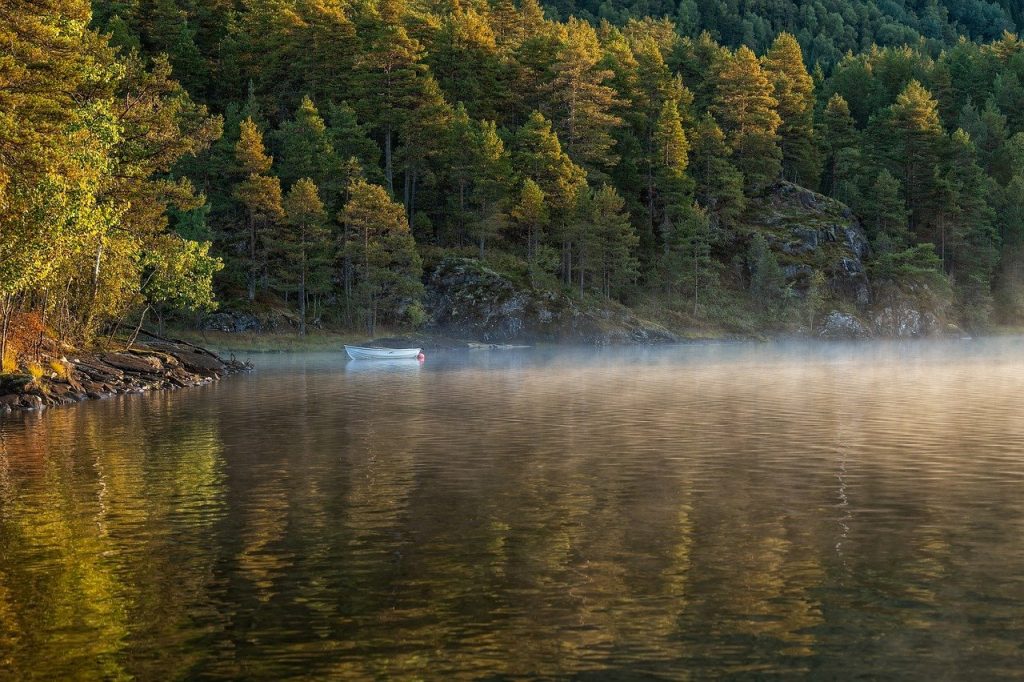 découvrez l'importance des forêts urbaines pour la biodiversité, la qualité de l'air et le bien-être des citadins. apprenez comment elles transforment nos villes en espaces plus verts et plus agréables à vivre.