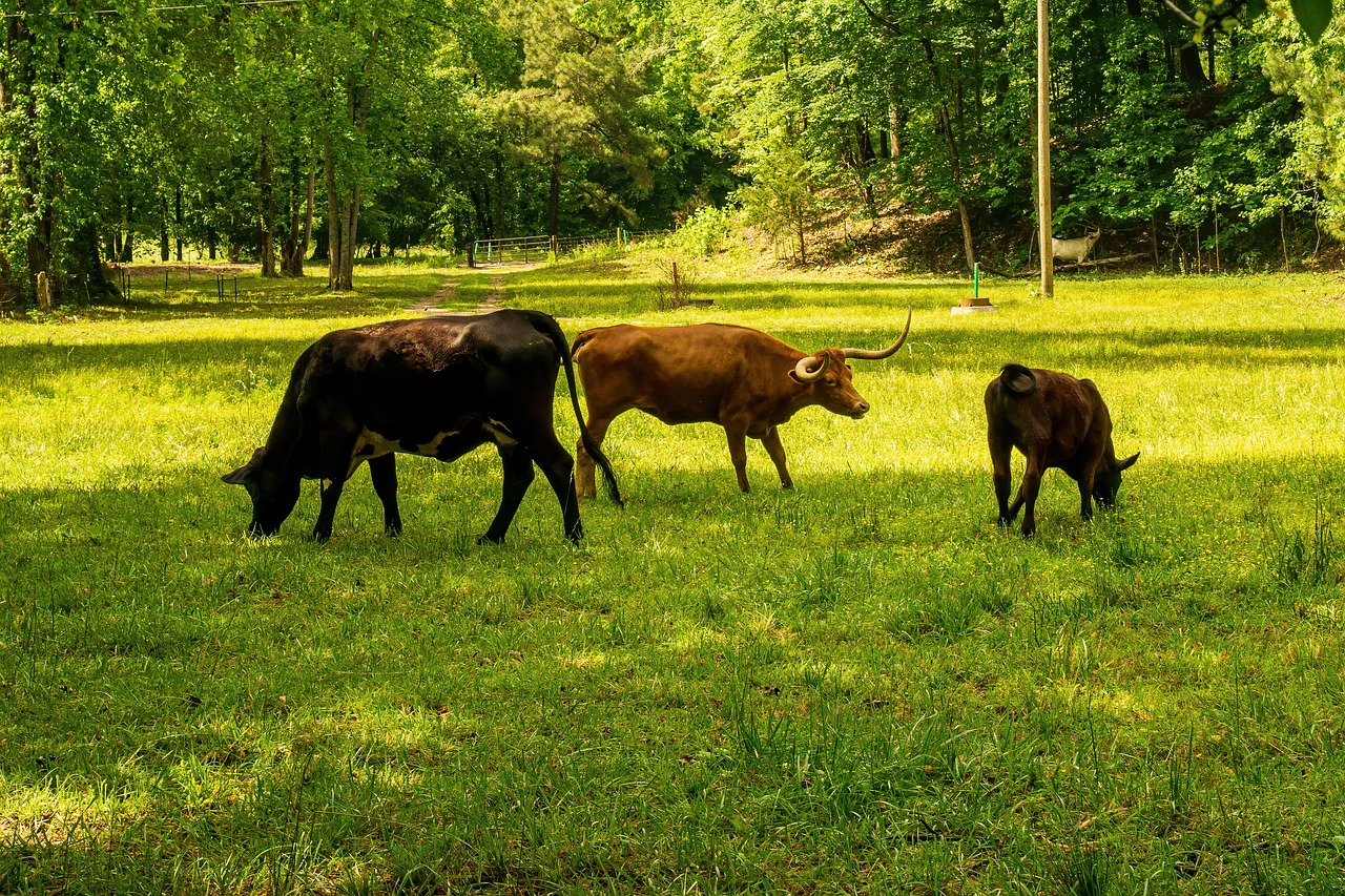 découvrez l'empreinte carbone, un indicateur clé de l'impact environnemental de nos activités. apprenez à réduire votre empreinte pour préserver la planète et contribuer à un avenir durable.