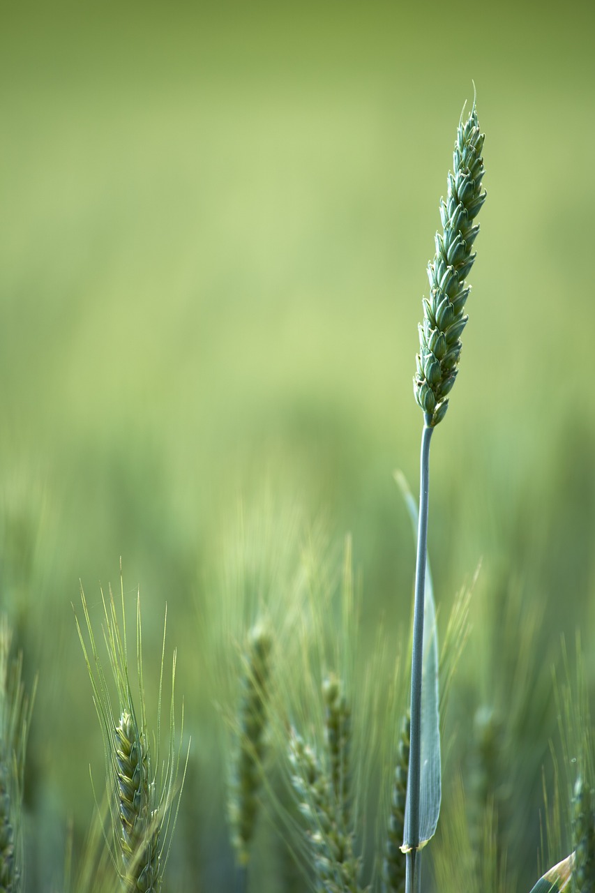 découvrez l'agriculture urbaine, une pratique innovante qui transforme les villes en espaces de culture durable. apprenez comment elle favorise la biodiversité, renforce les communautés et contribue à la sécurité alimentaire tout en revalorisant les espaces urbains.