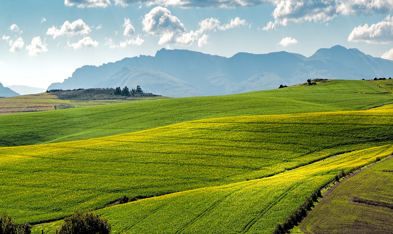 découvrez l'univers de l'agriculture, un secteur essentiel qui façonne nos paysages, garantit notre sécurité alimentaire et soutient l'économie. explorez les techniques modernes, les enjeux environnementaux et les tendances innovantes qui redéfinissent l'agriculture d'aujourd'hui.