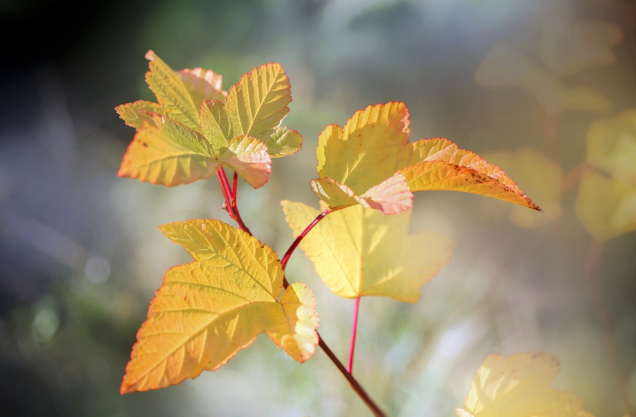 découvrez l'univers enchanteur des jardins, un havre de paix où la nature s'épanouit. explorez des idées de conception, des conseils d'entretien et des inspirations florales pour transformer votre espace extérieur en un véritable petit coin de paradis.