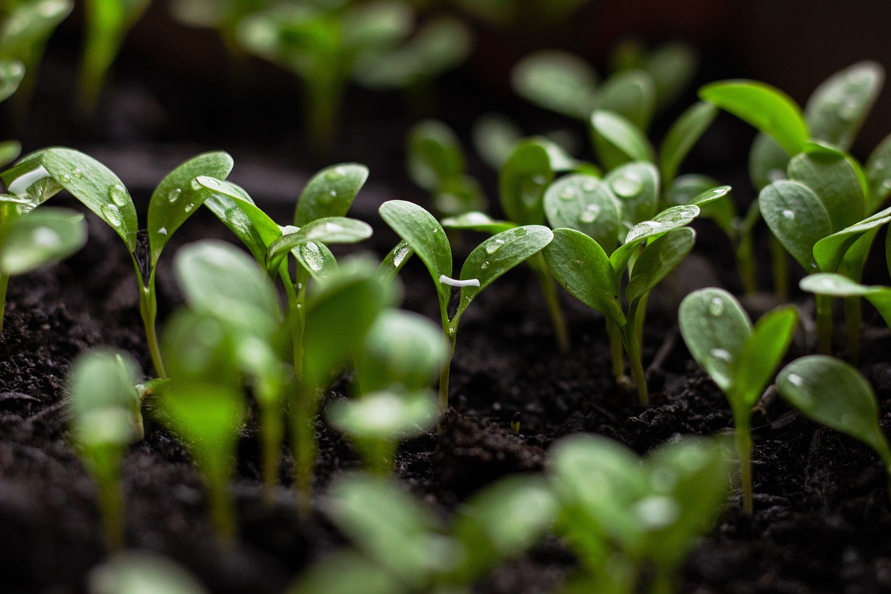 découvrez les principes de la vie durable : des conseils pratiques et des astuces pour réduire votre empreinte écologique, adopter des habitudes éco-responsables et contribuer à un avenir plus vert. rejoignez le mouvement vers un mode de vie respectueux de l'environnement !