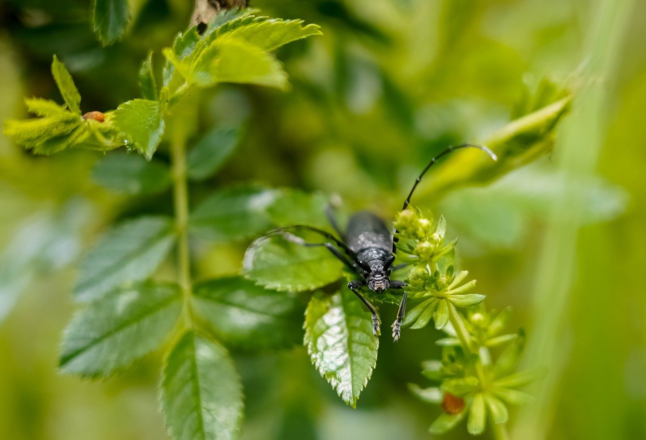 découvrez l'écologie urbaine, une discipline qui explore les interactions entre l'environnement et les activités humaines dans les villes. apprenez comment harmoniser le développement urbain avec la préservation de la biodiversité et l'amélioration de la qualité de vie des habitants.