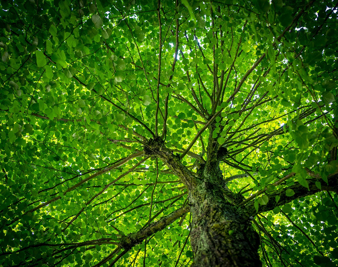 découvrez l'impact du dioxyde de carbone (co2) sur notre environnement et notre santé. apprenez-en davantage sur les sources de co2, les enjeux liés aux changements climatiques et les solutions pour réduire notre empreinte carbone.