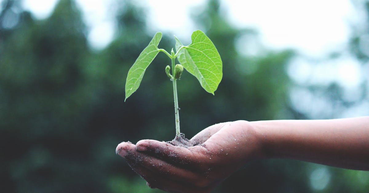 découvrez l'impact du changement climatique sur notre planète et les actions nécessaires pour protéger notre environnement. informez-vous sur les causes, les conséquences et les solutions pour un avenir durable.