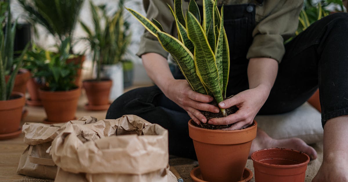 découvrez l'art du jardinage urbain : transformez vos espaces urbains en oasis verdoyantes avec des conseils pratiques, des astuces et des idées inspirantes pour cultiver des plantes en ville, même dans les petits espaces.